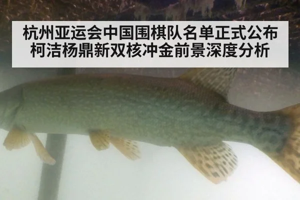 杭州亚运会中国围棋队名单正式公布 柯洁杨鼎新双核冲金前景深度分析